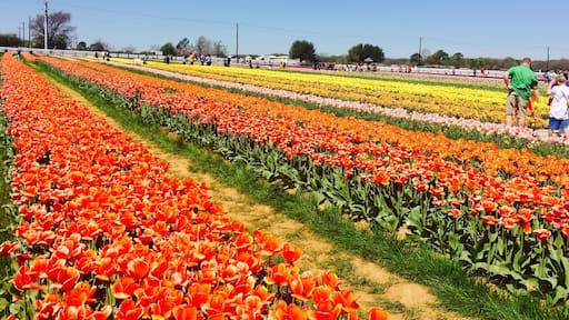 Texas tulips was this amazing Pick your own Tulip place in North Texas. The drive to Pilot Point was filled with green fields and ponds! There is no entry fee but the cost of a tulip is $2.50. There are picnic tables for lunches and a small hay maze! Great idea for a day trip with the kids!!!
#colorful