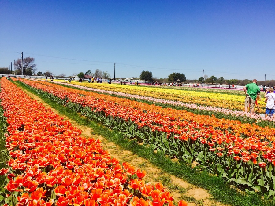 Texas tulips was this amazing Pick your own Tulip place in North Texas. The drive to Pilot Point was filled with green fields and ponds! There is no entry fee but the cost of a tulip is $2.50. There are picnic tables for lunches and a small hay maze! Great idea for a day trip with the kids!!!
#colorful