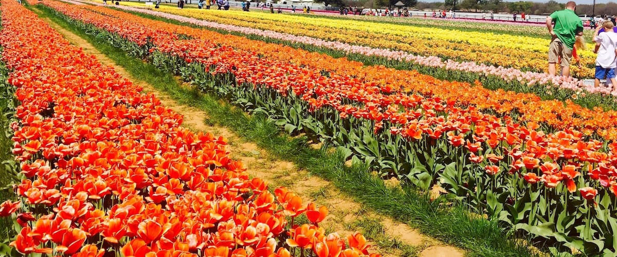 Texas tulips was this amazing Pick your own Tulip place in North Texas. The drive to Pilot Point was filled with green fields and ponds! There is no entry fee but the cost of a tulip is $2.50. There are picnic tables for lunches and a small hay maze! Great idea for a day trip with the kids!!!
#colorful