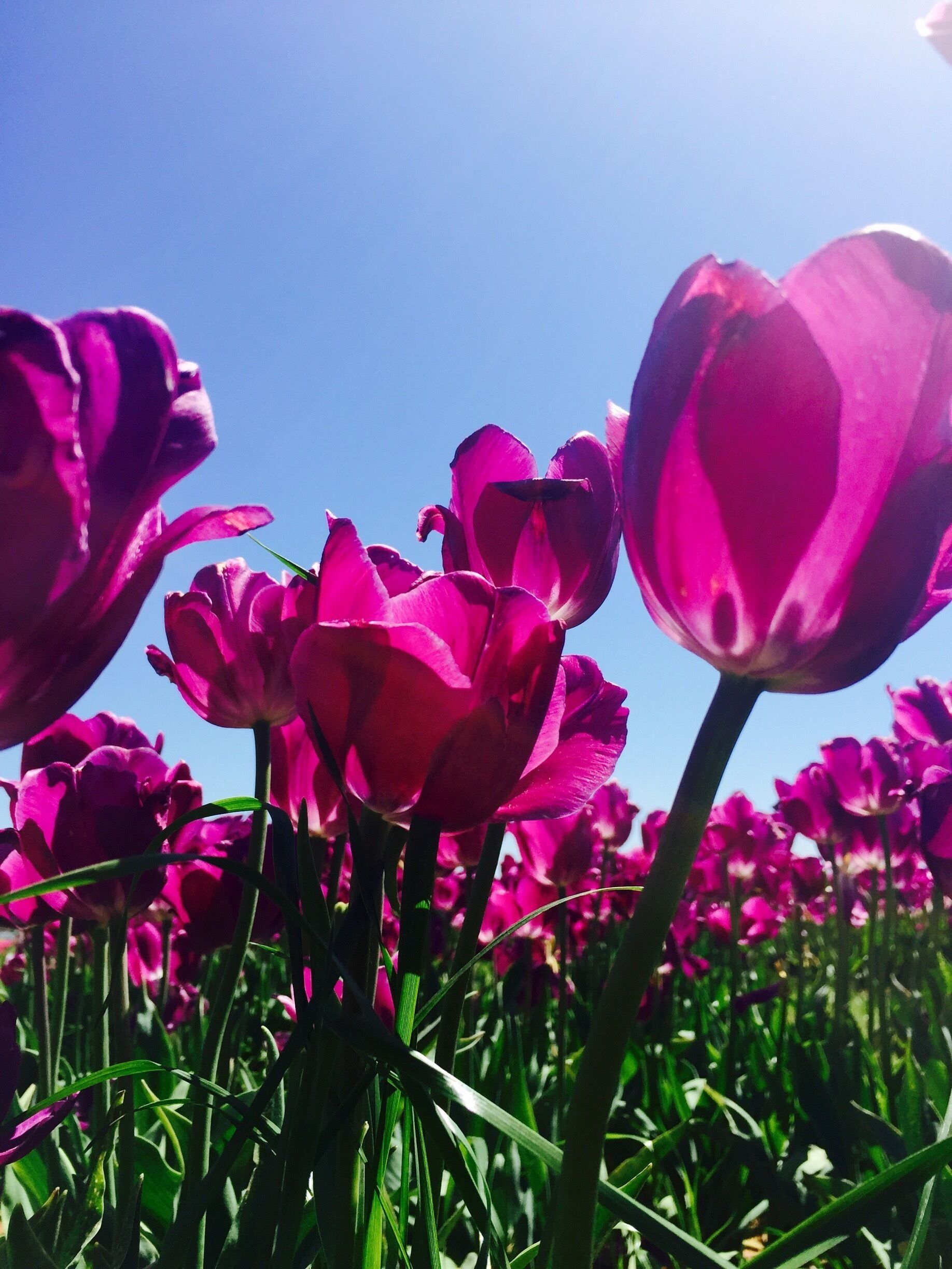 Texas-tulips is the first place that has tulips blooming in season. It's about a few miles north of The Colony and the views were breathtaking! The tulips are available at the rate of $2.50 a tulip and they are pick your own! They had close to 12 varieties of different colours. Great way for a day trip! 
#colorful