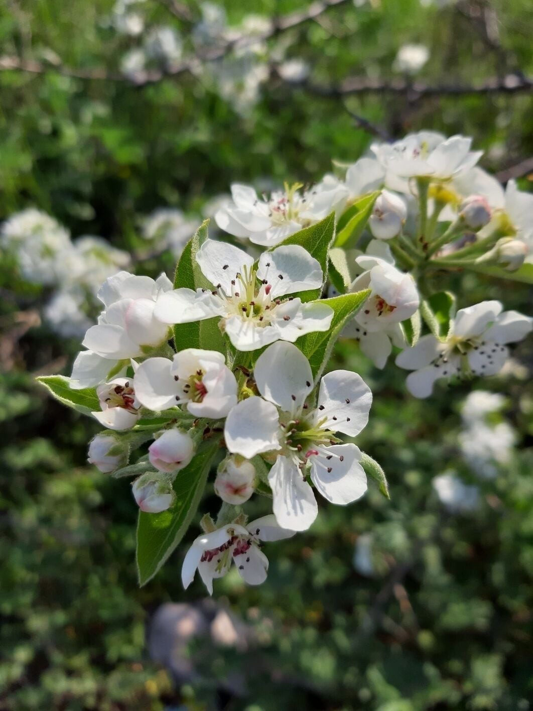 White cherry bloom