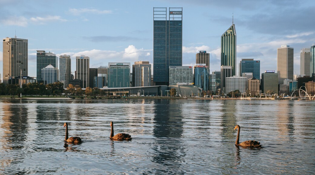 Perth Central Business District featuring a bay or harbor, a city and bird life