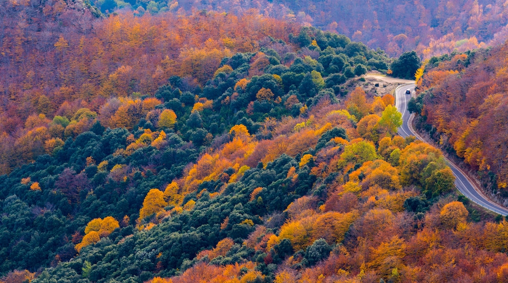Cagar Alam Montseny