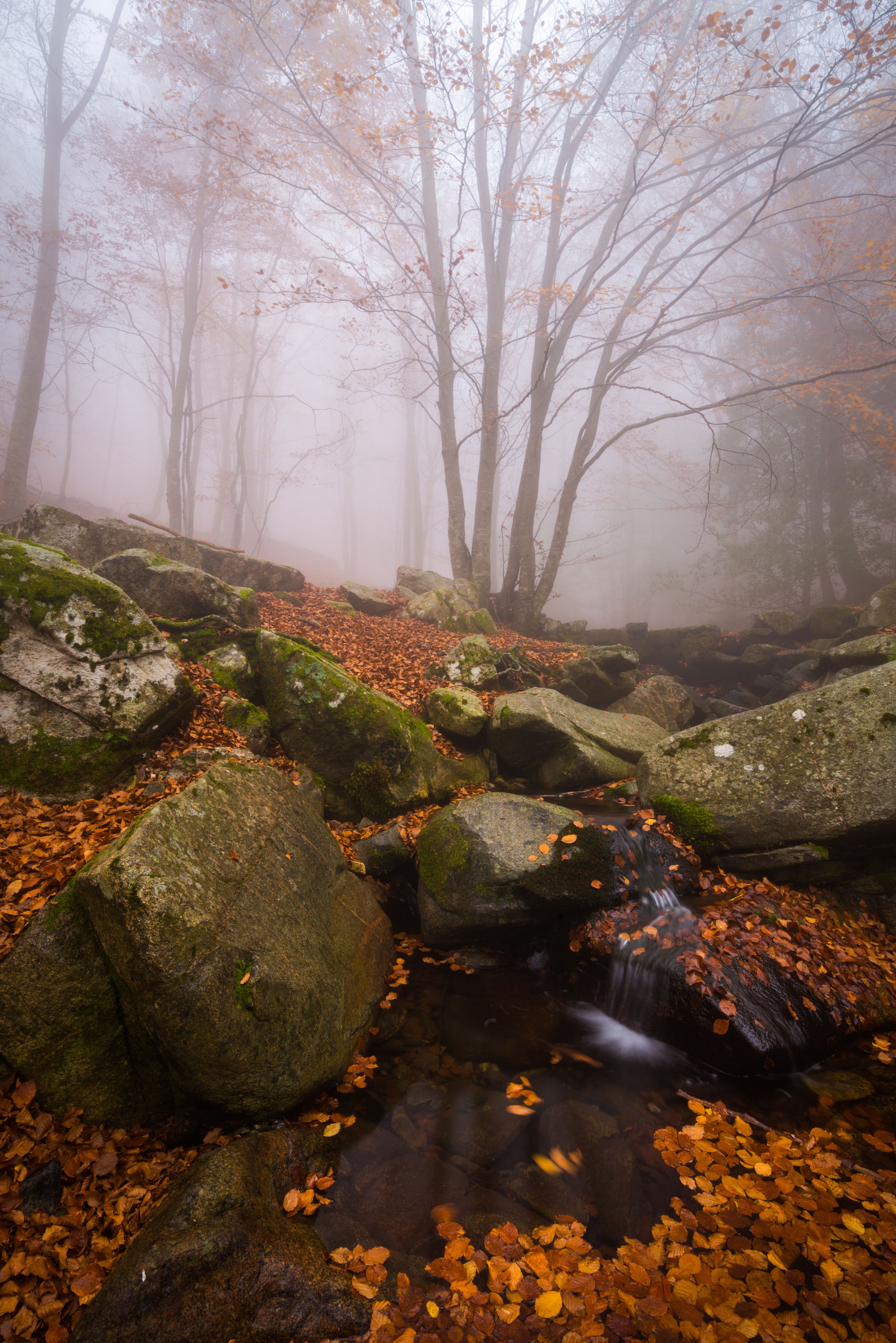 Cagar Alam Montseny