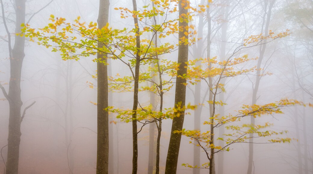 Cagar Alam Montseny
