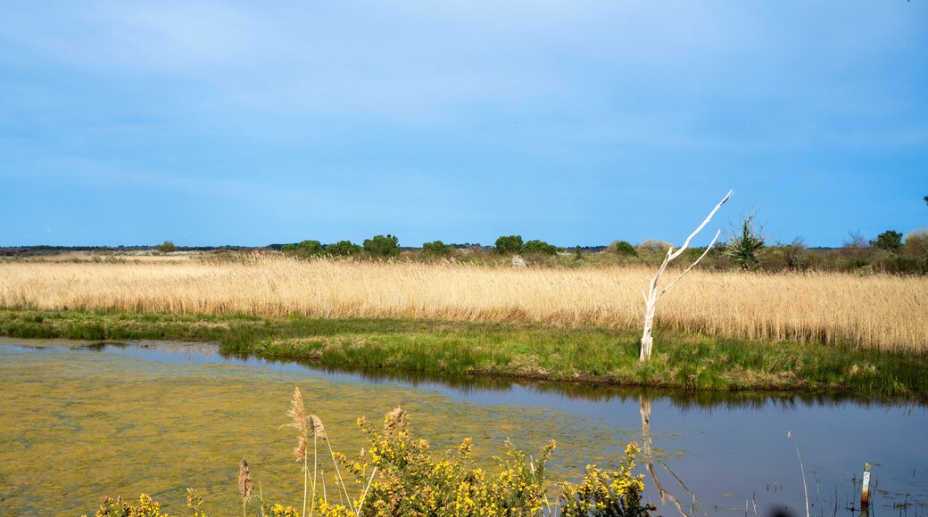 Le Teich
