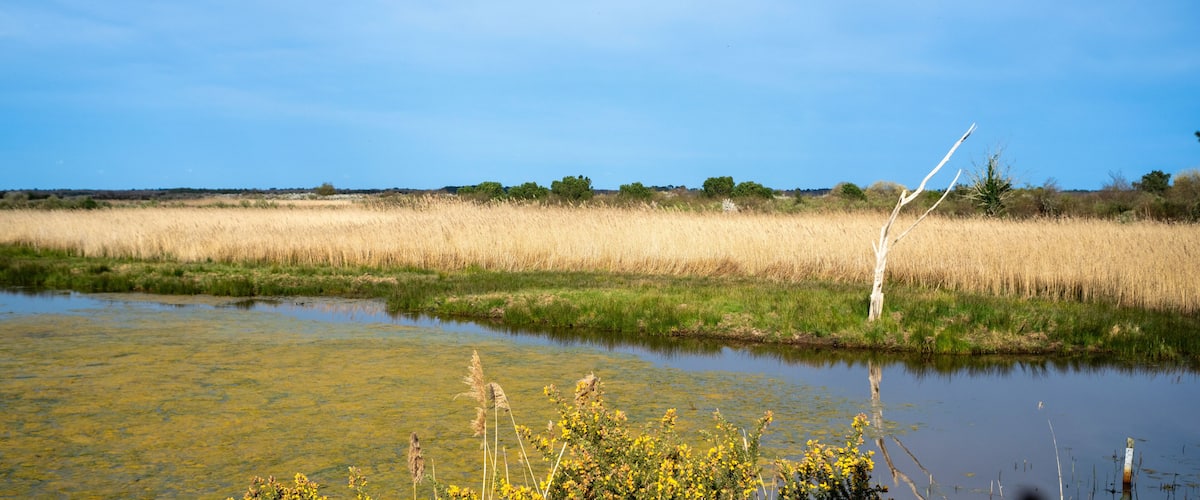 A calm river with reeds and a clear sky.