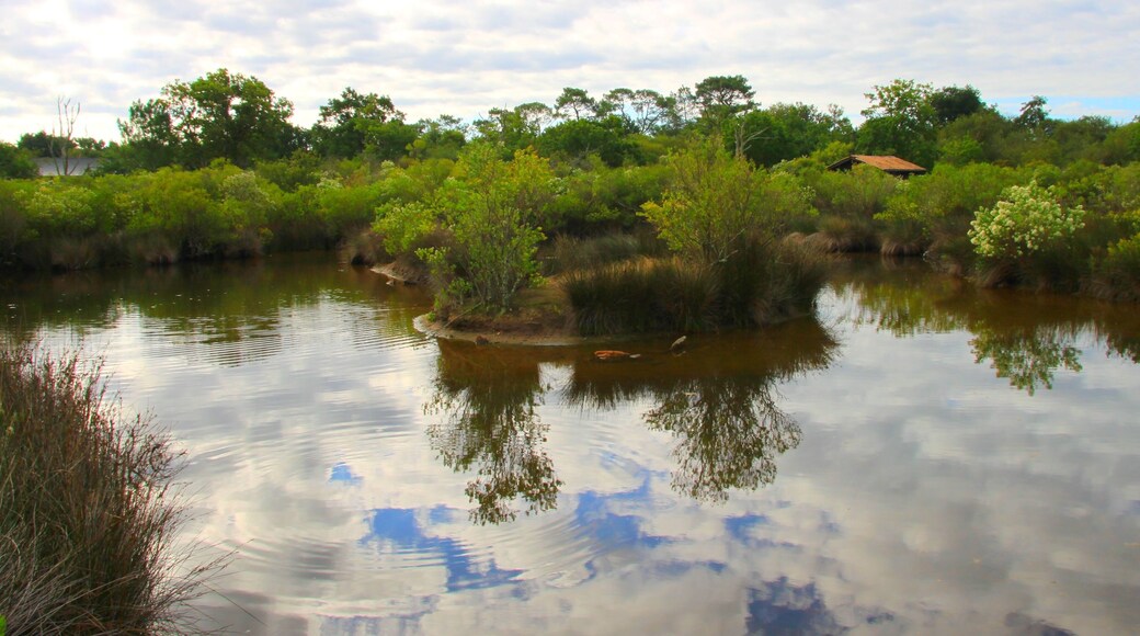 Le parc ornithologique du Teich, Gironde
