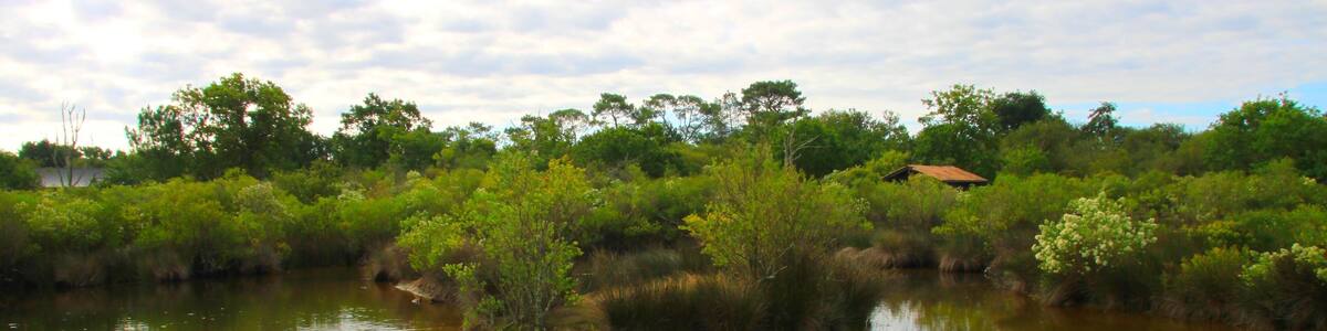 Le parc ornithologique du Teich, Gironde