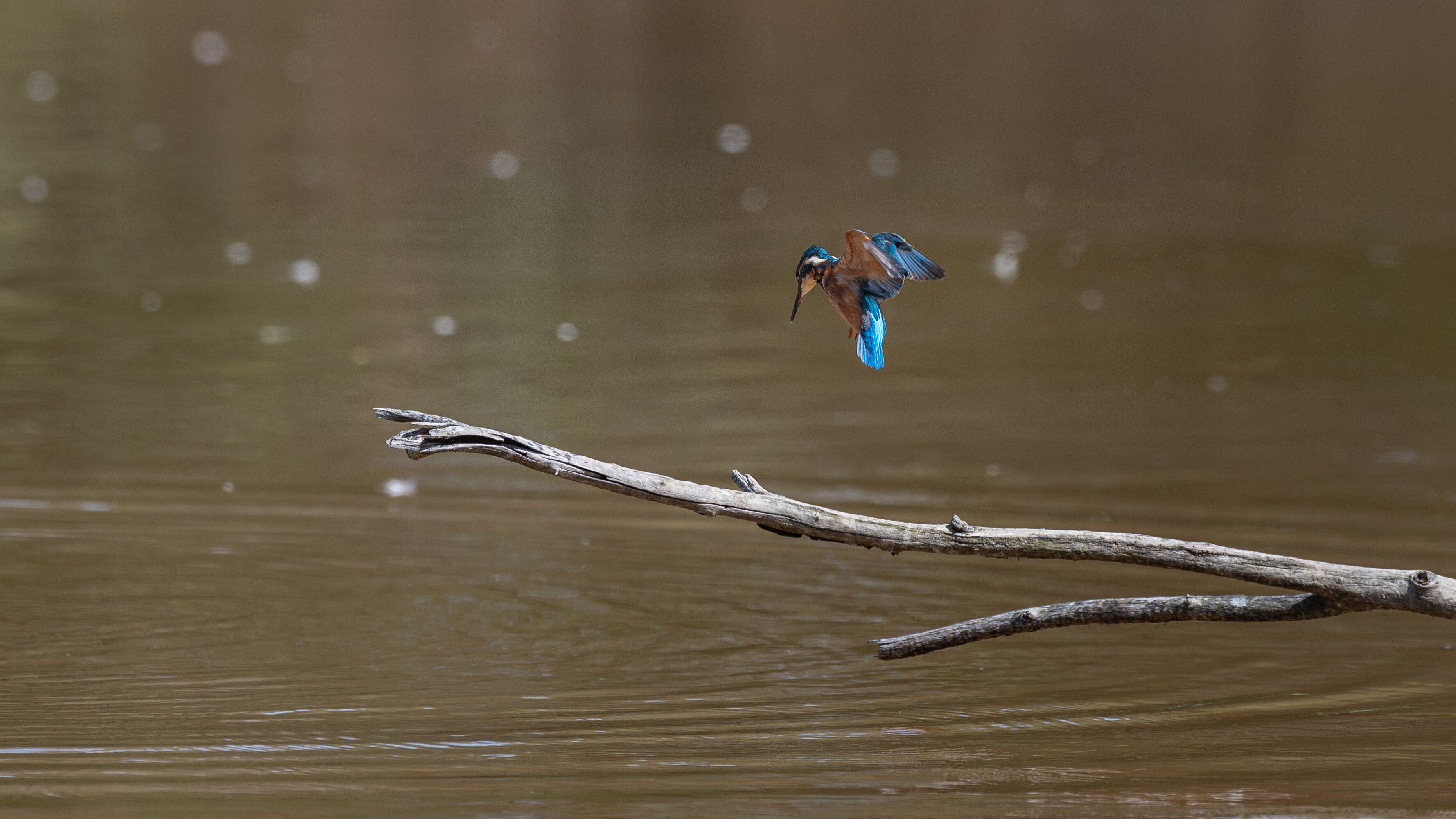 Alcedo atthis - Common kingfisher - Eurasian kingfisher - River kingfisher - Martin-pêcheur d'Europe