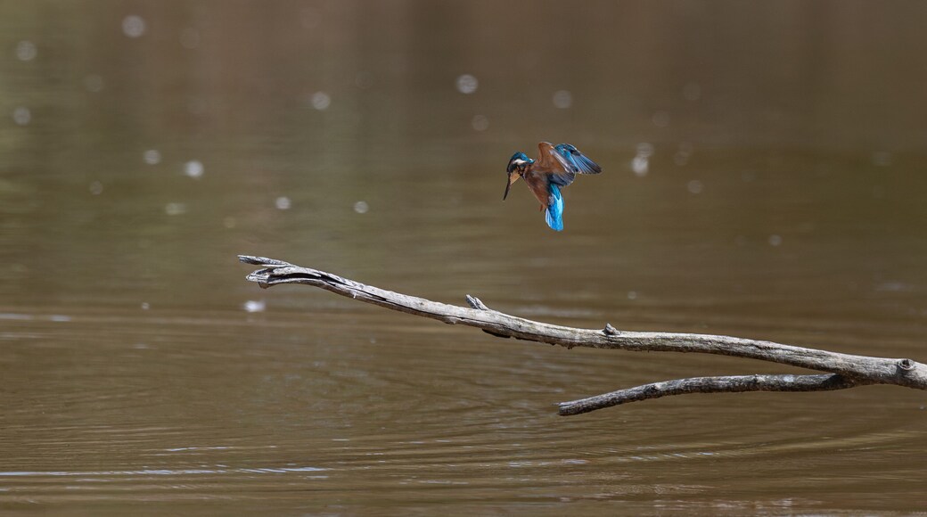 Alcedo atthis - Common kingfisher - Eurasian kingfisher - River kingfisher - Martin-pêcheur d'Europe