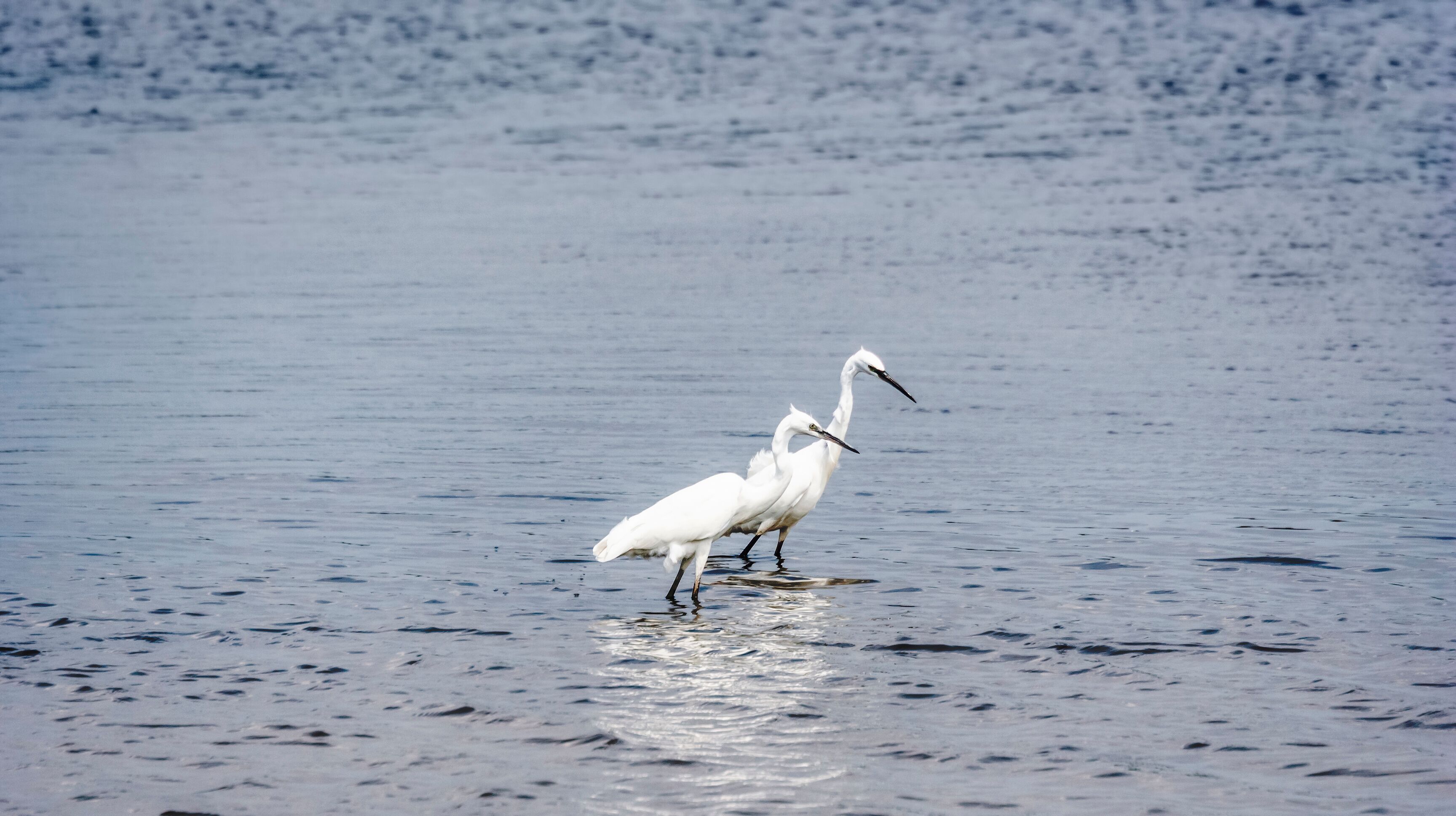 Pair of Little egrets