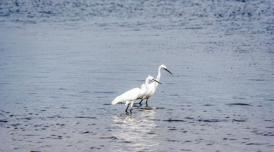 Pair of Little egrets