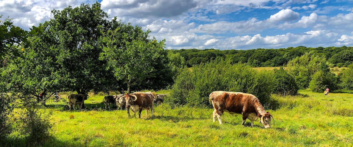 Cows English longhorn cattle Epping Forest