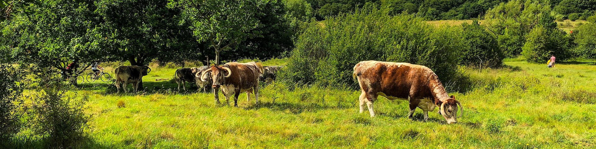 Cows English longhorn cattle Epping Forest