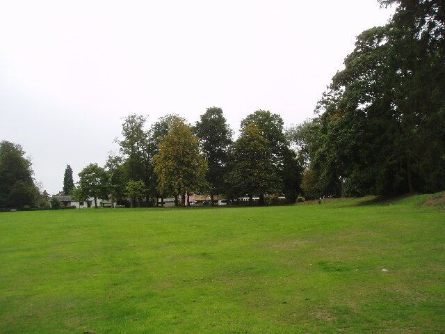Mature trees at Salmons Lane West, Caterham, Surrey. A fine stand of mixed deciduous trees including beech, oak and ash.