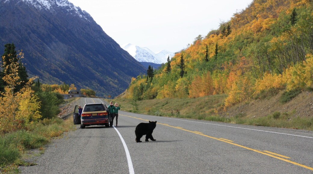 Black bear is crossing the highway! (Klondike Highway from Carcross to Skagway)