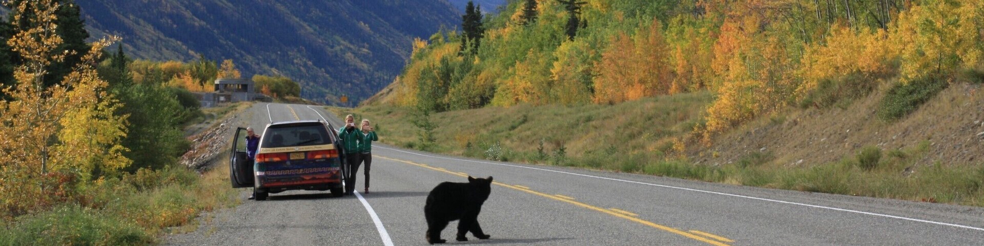 Black bear is crossing the highway! (Klondike Highway from Carcross to Skagway)