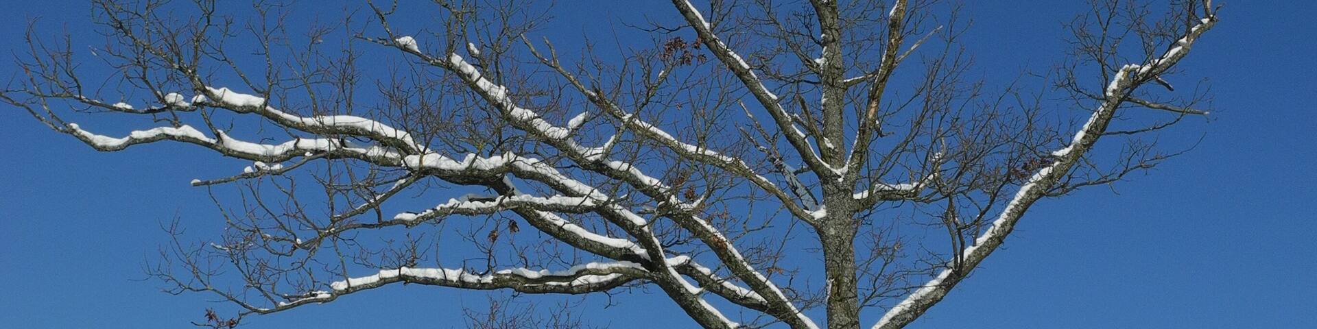 Arbre dans un ciel bleu.