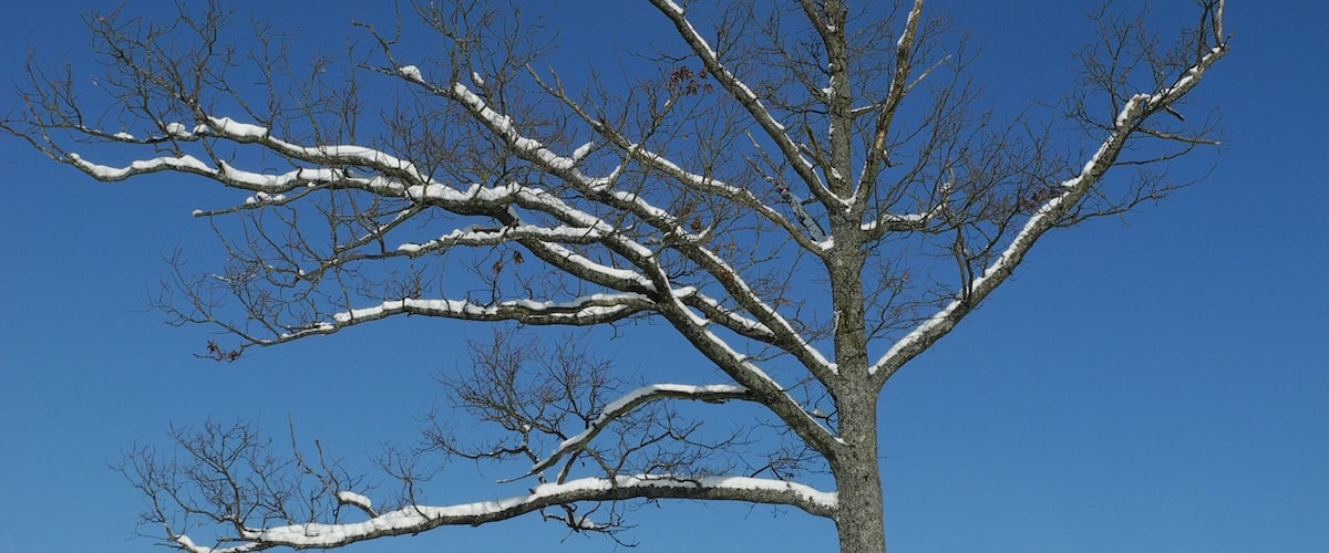 A snow-covered landscape with a leafless tree and a clear blue sky.