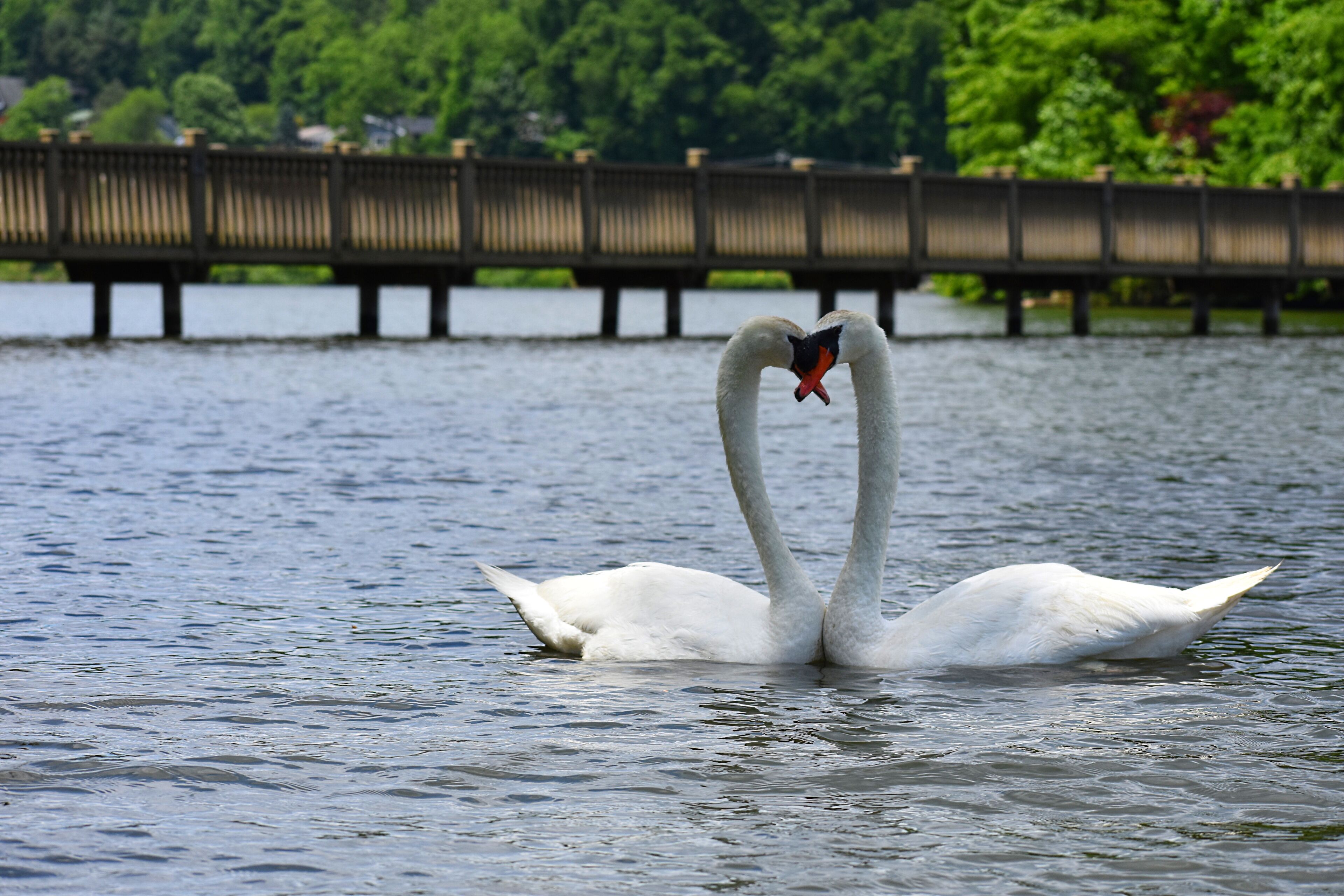 Lake Junaluska