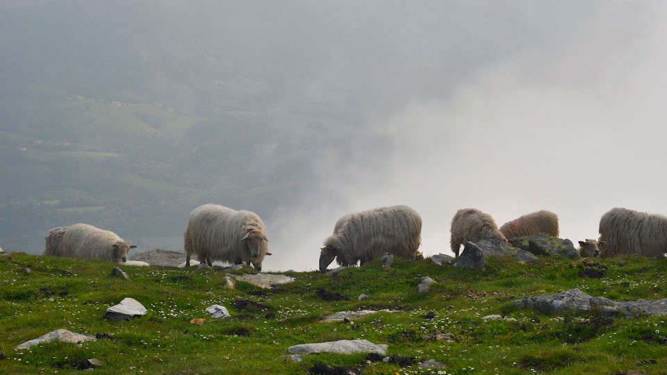 A group of sheep grazing on a grassy hillside with scattered rocks.