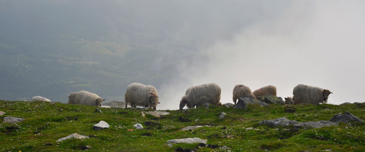 A group of sheep grazing on a grassy hillside with scattered rocks.
