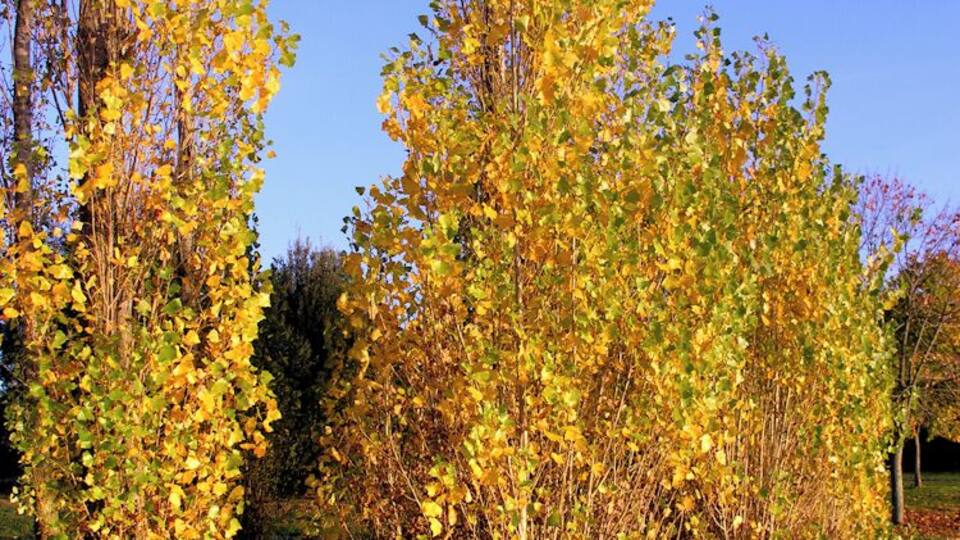 A grove of trees with yellow leaves, a clear blue sky, and a dirt path.