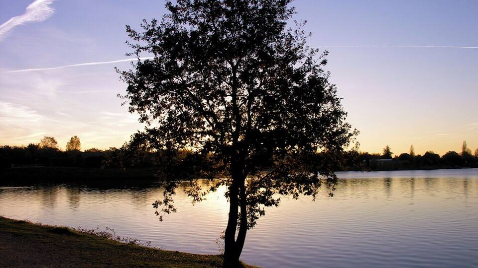 A tree by a calm lake with a clear sky.