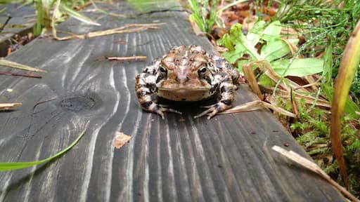 Not sure what kind of amphibian this is. The spot is wonderful though.
