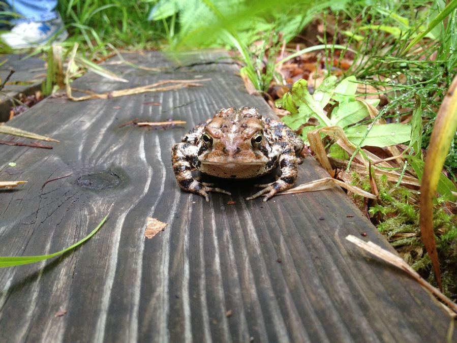 Not sure what kind of amphibian this is. The spot is wonderful though.