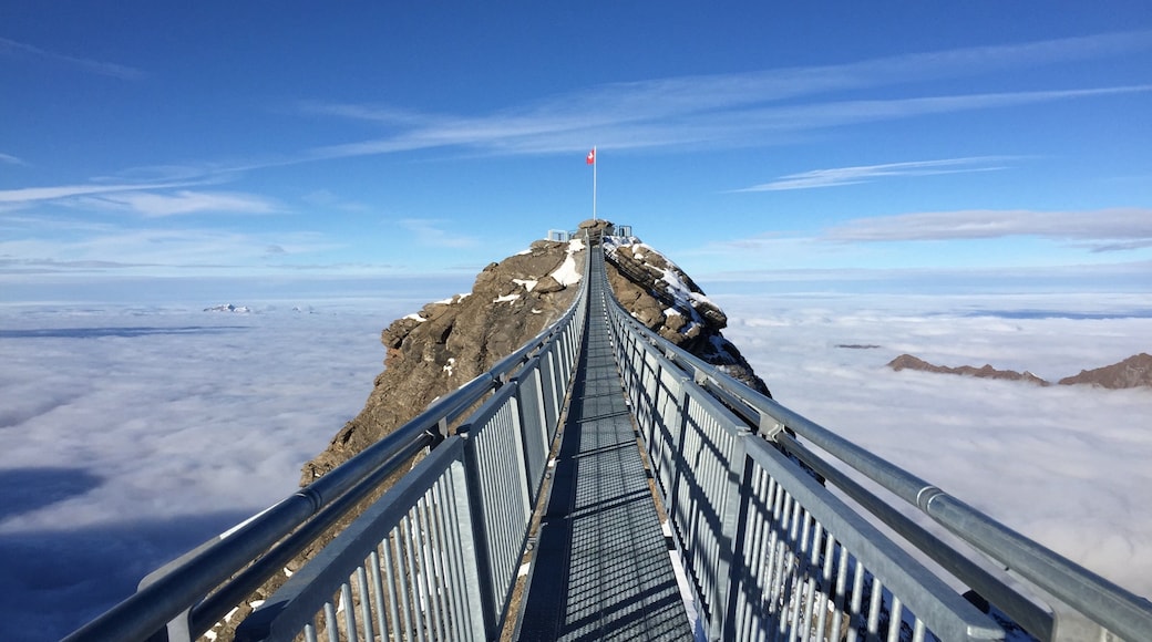 Les Diablerets featuring a suspension bridge or treetop walkway