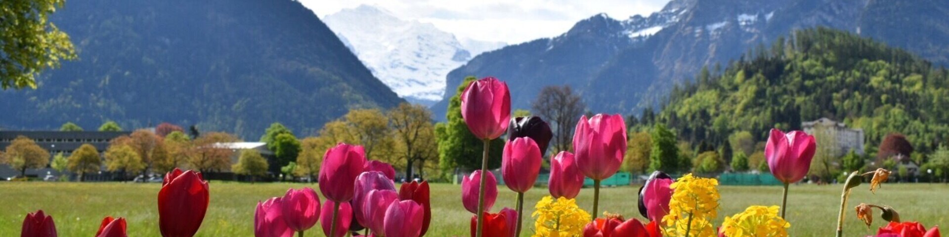 Just a mix of colors with Swiss Alps as backdrop #spring #springfun