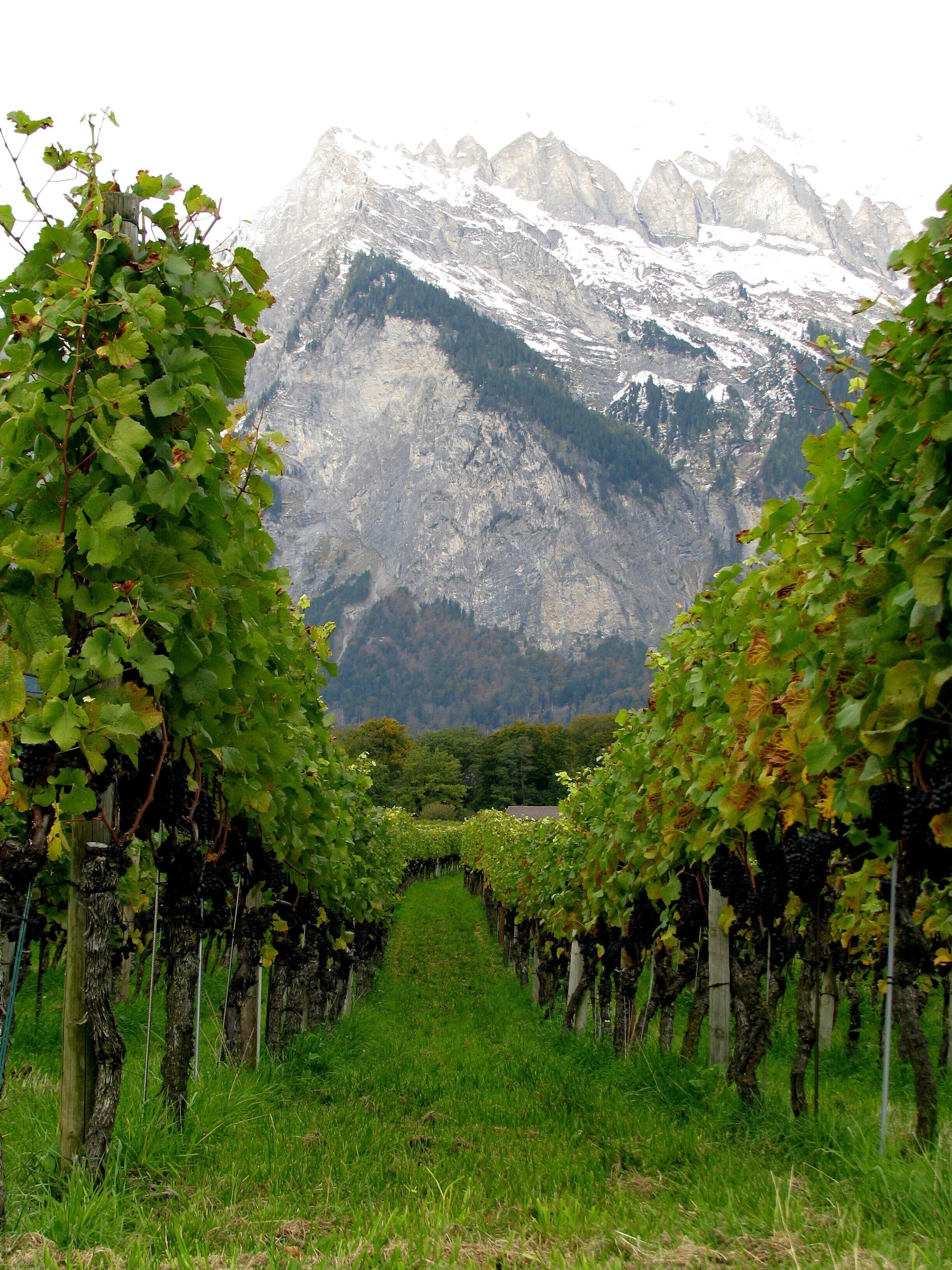 Vineyard in Maienfeld