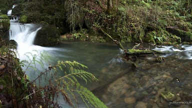 A serene forest stream with a waterfall, surrounded by lush greenery and moss-covered rocks.
