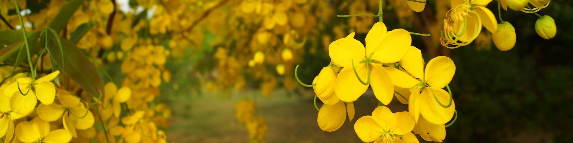 Des grappes de fleurs jaunes pendent des branches, et un arrière-plan flou suggère un jardin ou un parc.