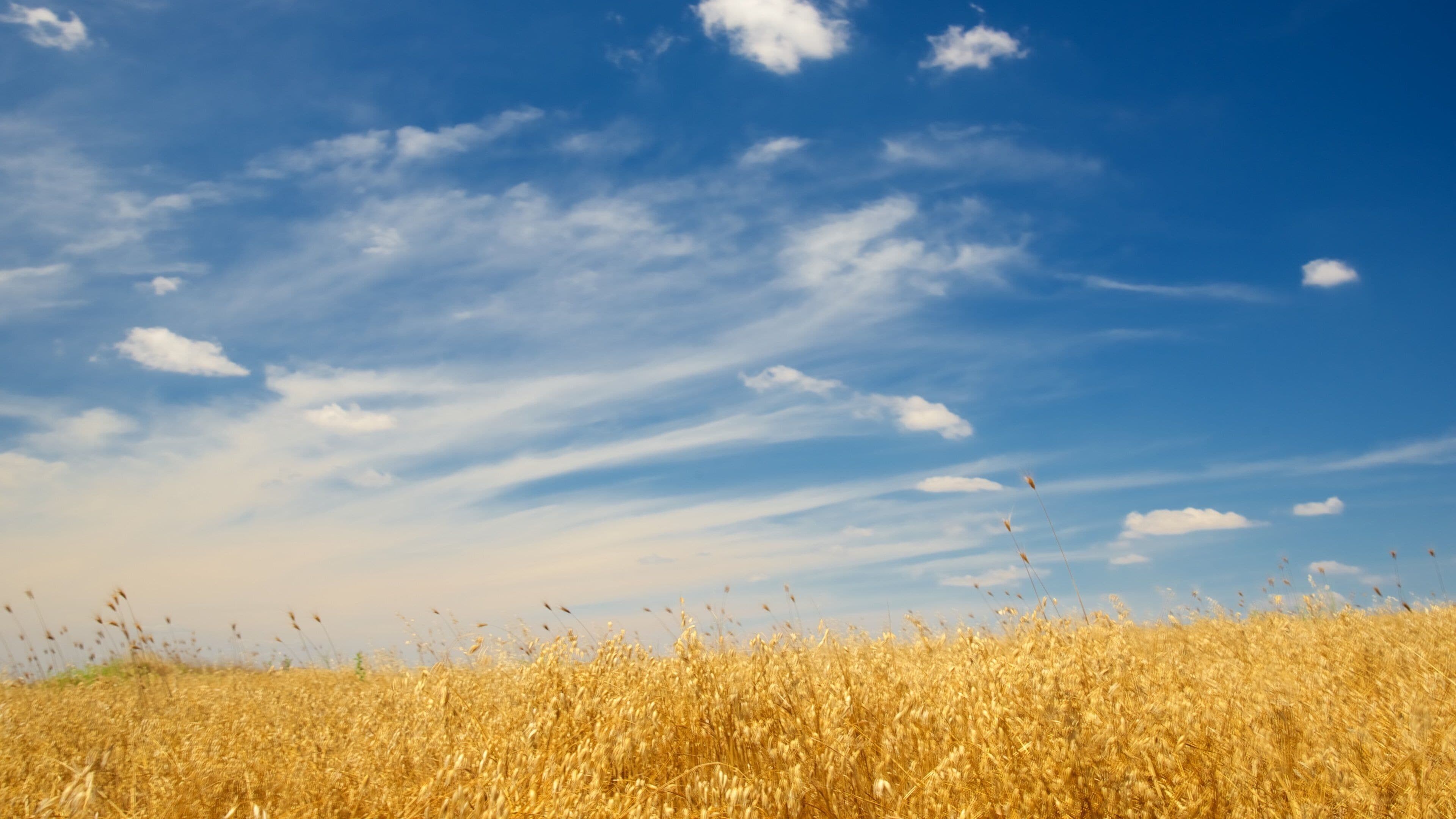 Tarquinia which includes farmland