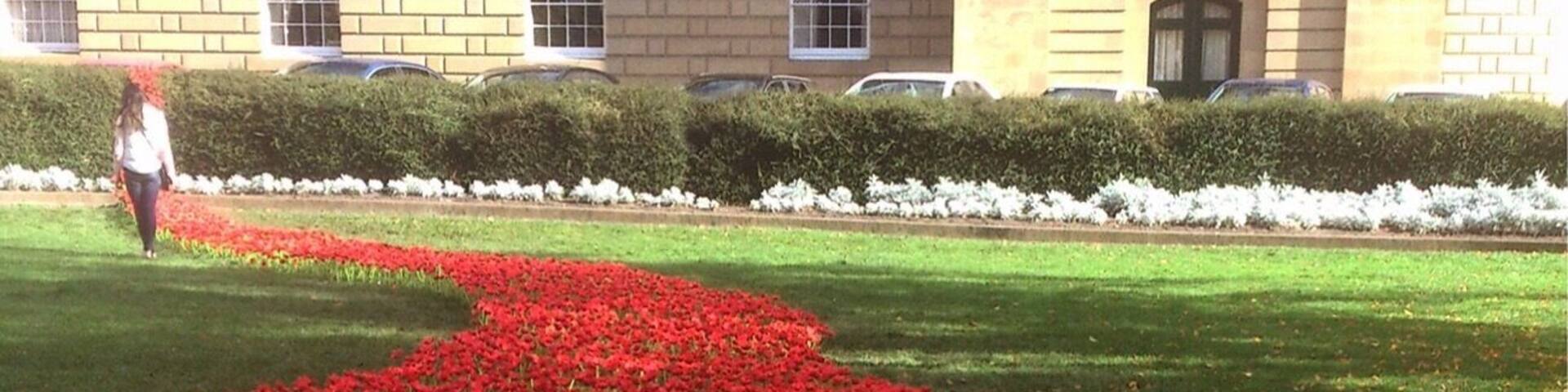 Poppy flowers can be pretty too - Spring at Tasmania, Australia 🌸 #spring #flowers