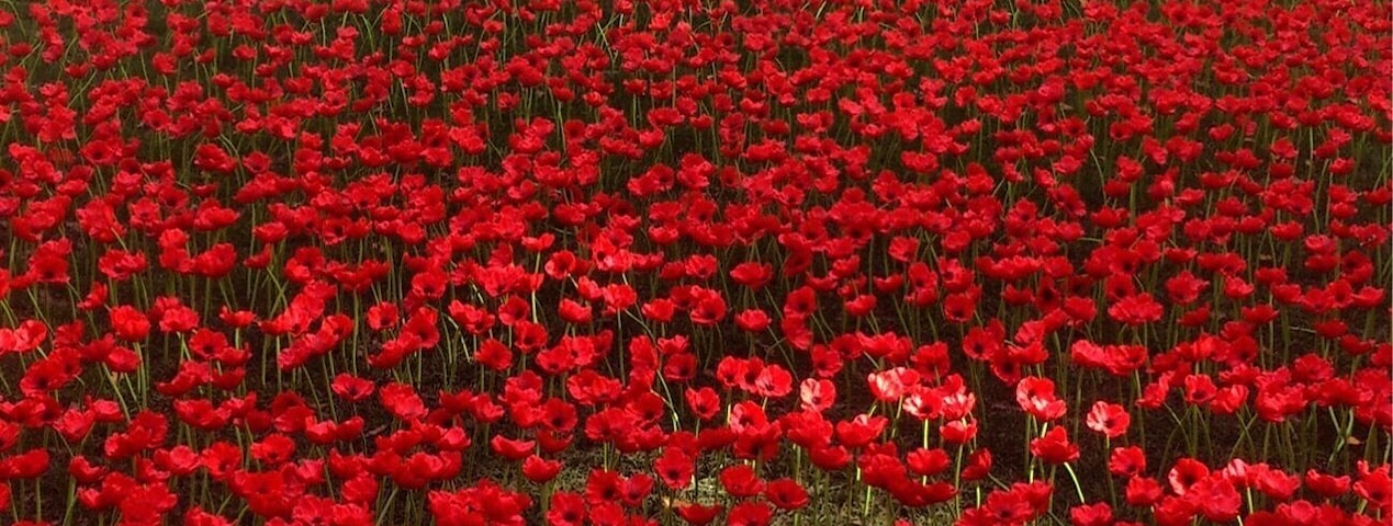 Poppy flowers can be pretty too - Spring at Tasmania, Australia ๐ธ #spring #flowers