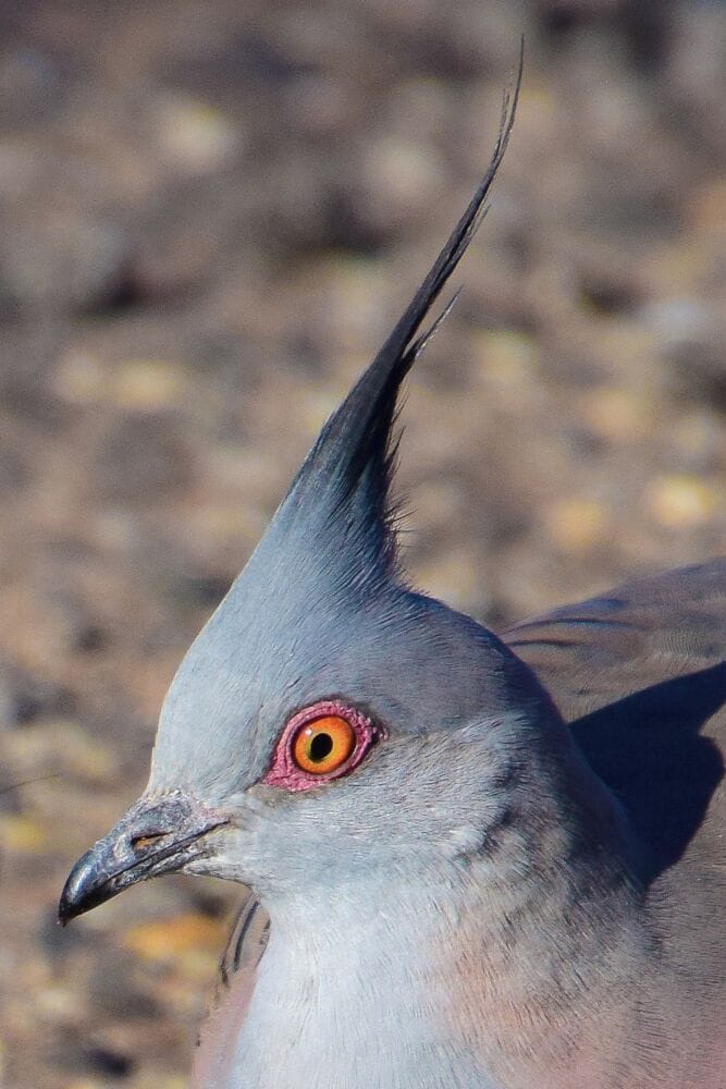 Most places have a healthy pigeon population.  The pigeons in Alice Springs come with a very cool hairdo:)  This crested pigeon was happy to pose for me!