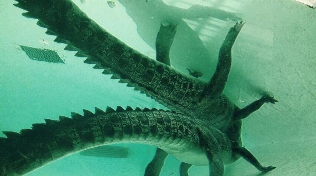 A fascinating insight into the various reptiles of Australia! Incredible animals!