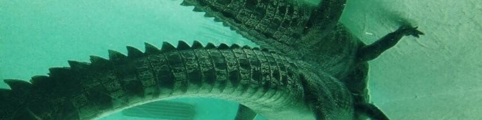 A fascinating insight into the various reptiles of Australia! Incredible animals!