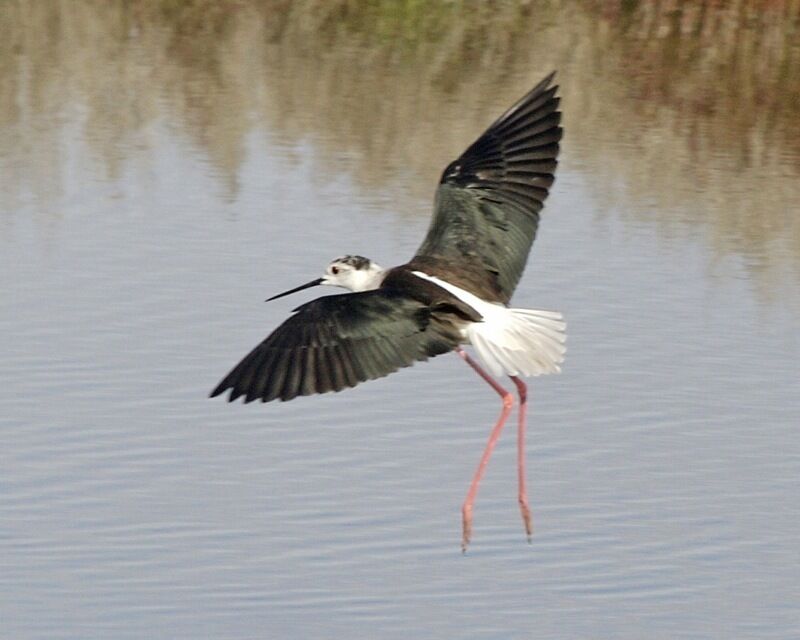 Black-winged Stilt Himantopus himantopus Local name: Cavaliere eurasiatico Margherita di Savoia, Foggia, Italy 6th. June 2008 690V7284