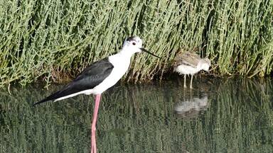 Black-winged Stilt Himantopus himantopus Local name: Cavaliere eurasiatico Margherita di Savoia, Foggia, Italy 6th. June 2008 690V7159