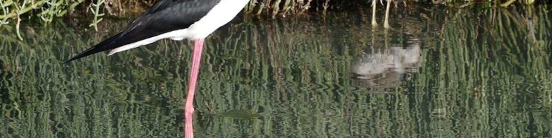 Black-winged Stilt Himantopus himantopus Local name: Cavaliere eurasiatico Margherita di Savoia, Foggia, Italy 6th. June 2008 690V7159