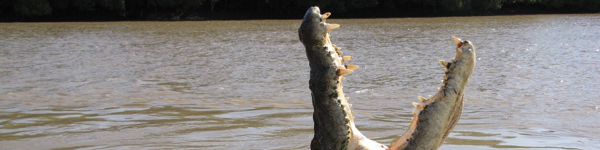 Croc posing for us at #Kakadu NP in Kakadu NP. He can make you dinner.
