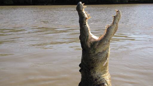 Croc posing for us at #Kakadu NP in Kakadu NP. He can make you dinner.