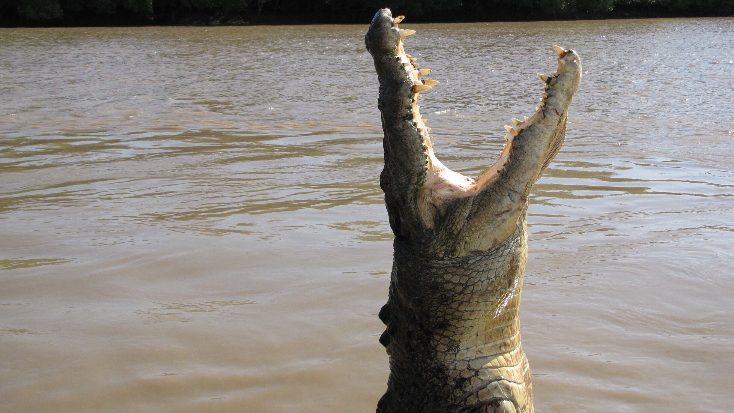 A crocodile partially submerged in murky water.