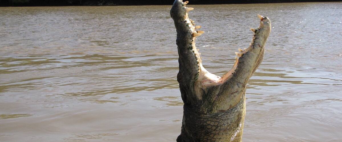 A crocodile partially submerged in murky water.