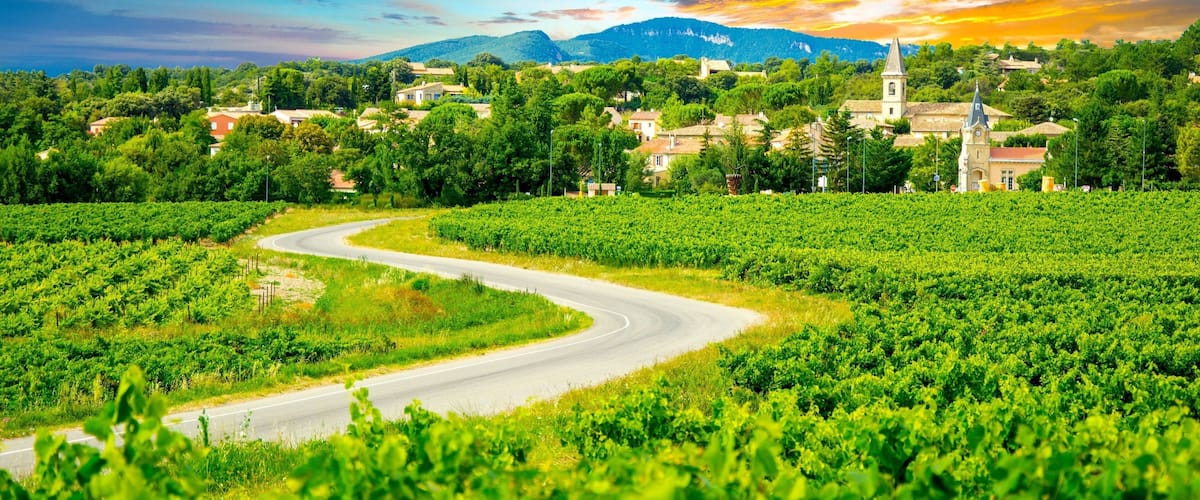 A vineyard with a winding road, a church, and mountains in the background.